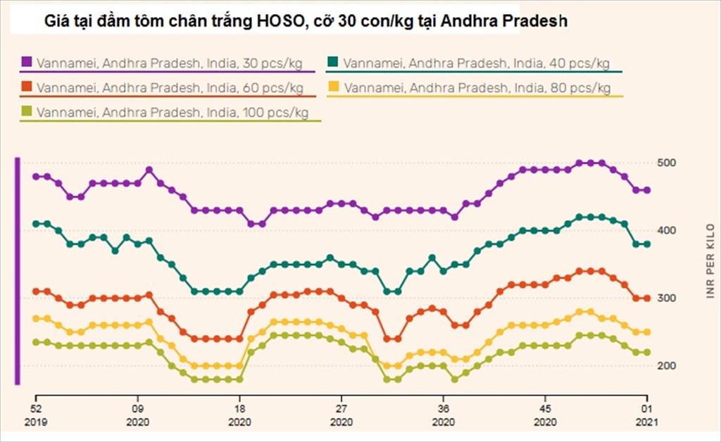 Ấn Độ Giá tôm ổn định tại Andhra Pradesh Tây Bengal