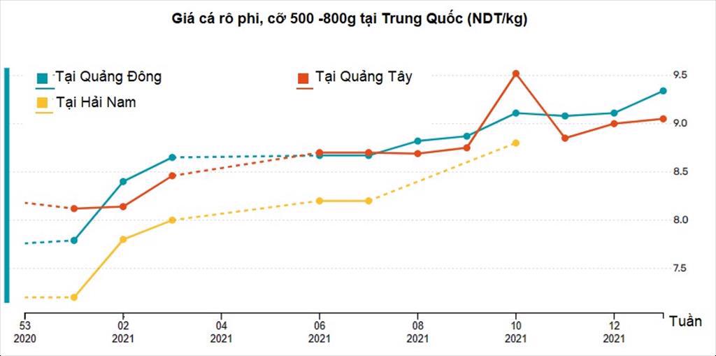 Giá cá rô phi Trung Quốc tăng do thiếu hụt nguồn cung