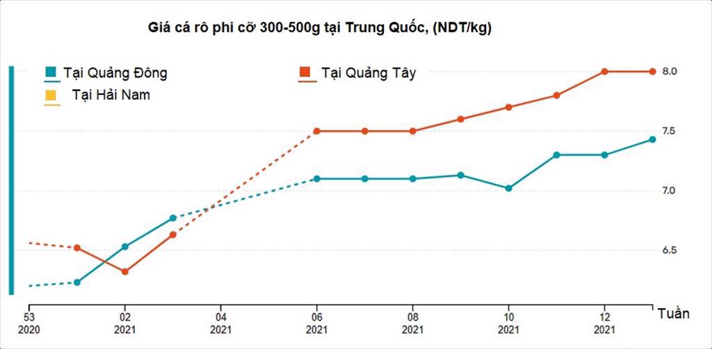 Giá cá rô phi Trung Quốc tăng do thiếu hụt nguồn cung