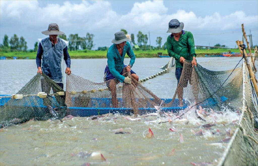 Đồng Tháp Giá cá tra nguyên liệu tăng