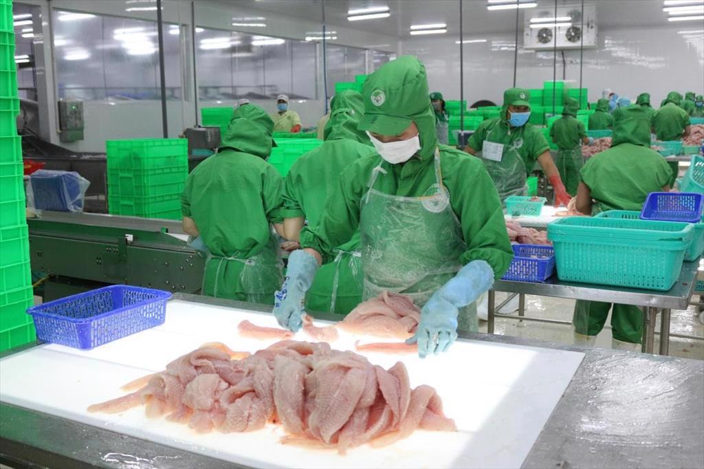 Xuất khẩu cá tra phục hồi mạnh