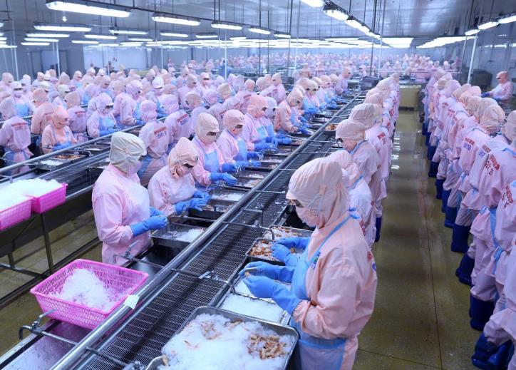 Rất cần ổn định nuôi tôm để đủ nguyên liệu cho xuất khẩu