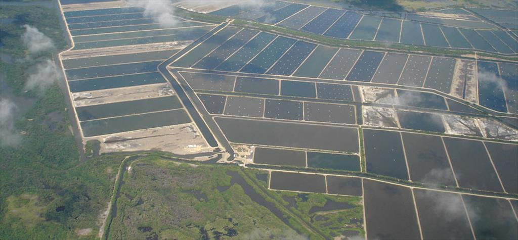 Ecuador xuất khẩu hơn 500000 tấn tôm trong 8 tháng đầu năm nay
