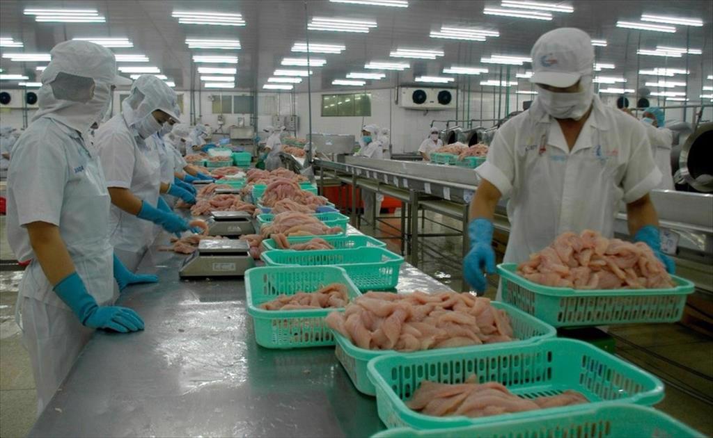 Ngành cá tra đối diện nguy cơ thiếu nguyên liệu kéo dài