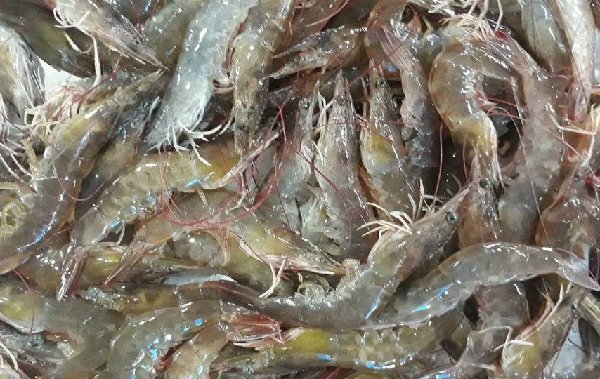 Tin vắn ngành tôm tuần tới 3122021