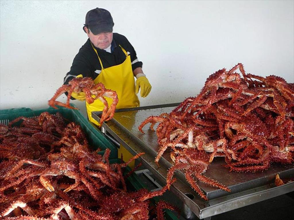 Doanh số bán cua tuyết cua huỳnh đế tăng ở Mỹ và châu Á
