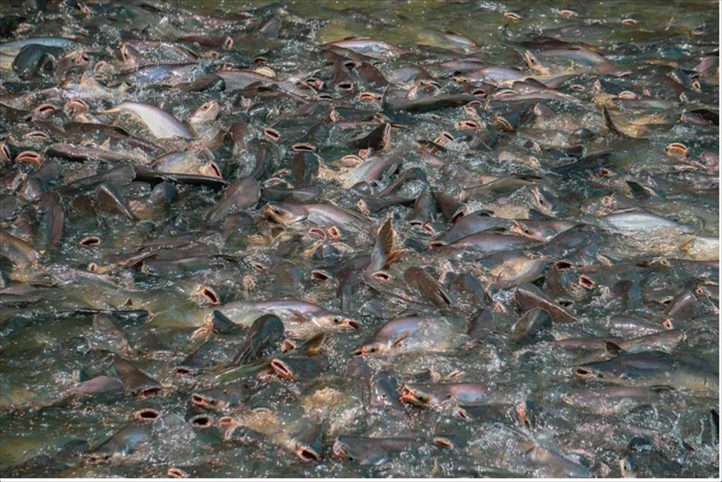 Ngành cá tra của Bangladesh có thể tuân thủ chứng nhận bền vững không