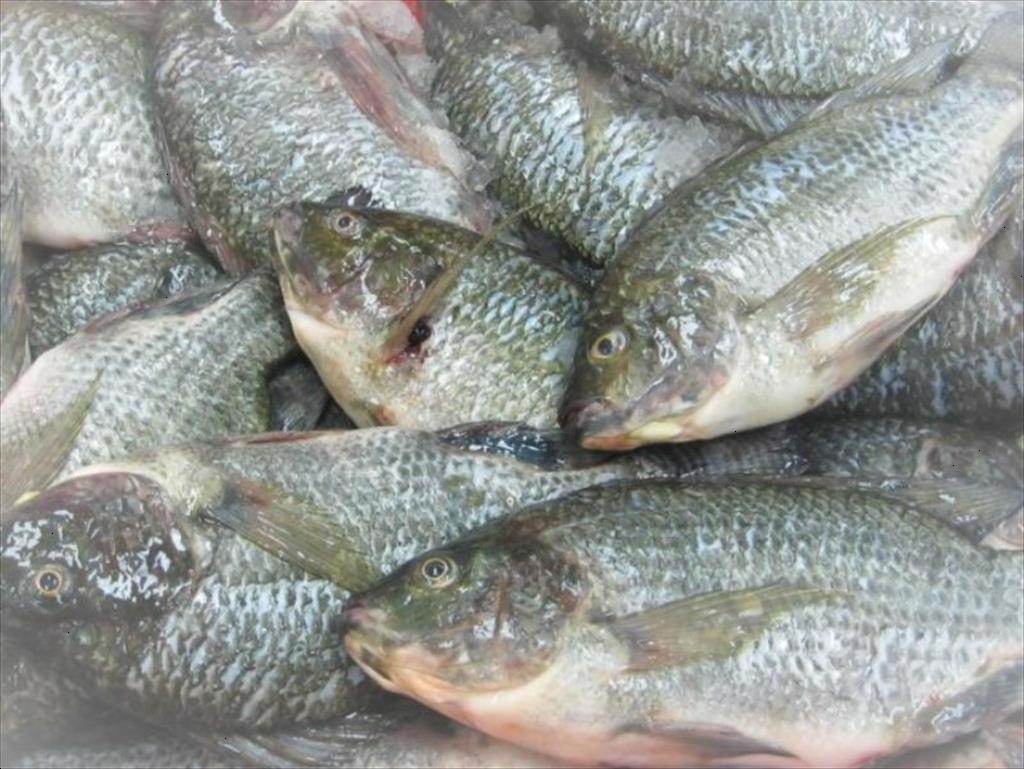 Nguồn cung tăng nhu cầu thấp khiến giá cá rô phi Brazil giảm