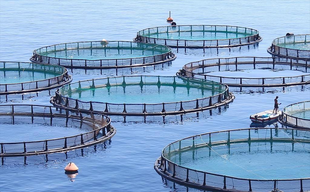 Nga Sản lượng thủy sản nuôi trồng năm 2021 đạt gần 357000 tấn