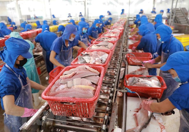 Doanh nghiệp cá tra Việt đang tràn năng lượng đi các thị trường