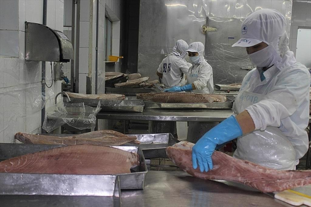 Xuất khẩu cá ngừ sang Nhật Bản tiếp tục khả quan trong quý III2022