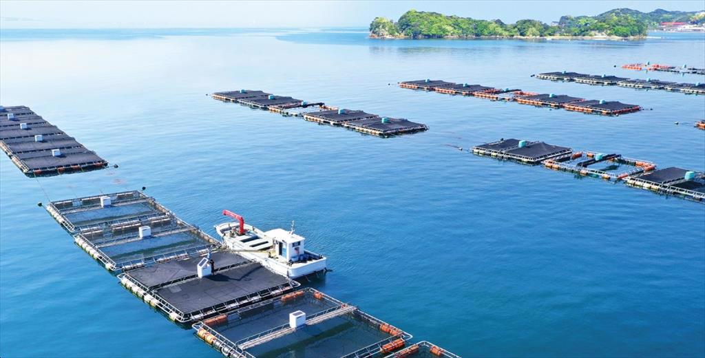 Trí tuệ nhân tạo đưa nghề nuôi cá và sushi ở Nhật Bản lên một tầm cao mới
