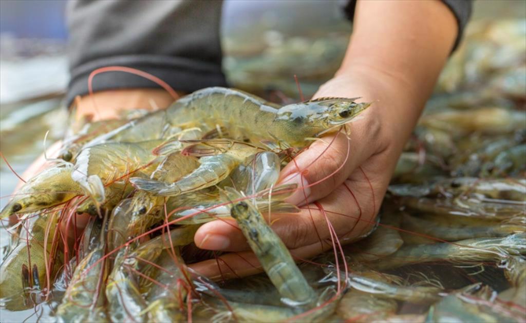 Ecuador chào giá tôm cao Trung Quốc mua hàng thận trọng
