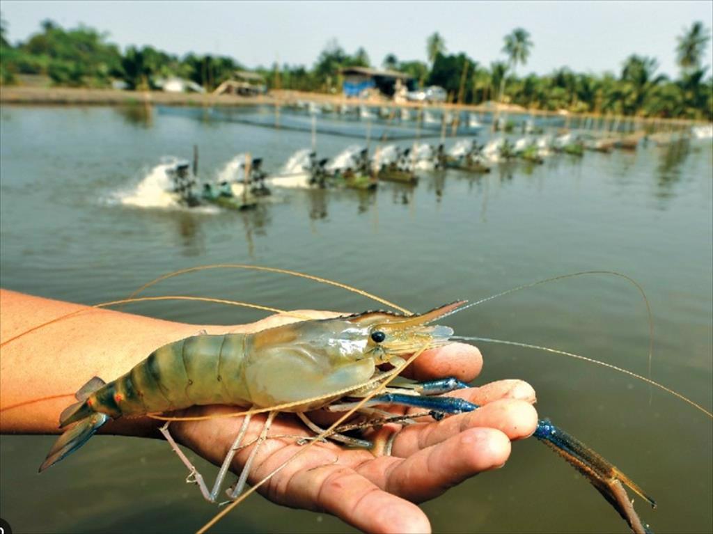 Dư thừa tôm Mỹ Latinh nhu cầu yếu hơn của Trung Quốc gây tổn hại cho các nhà sản xuất Đông Nam Á