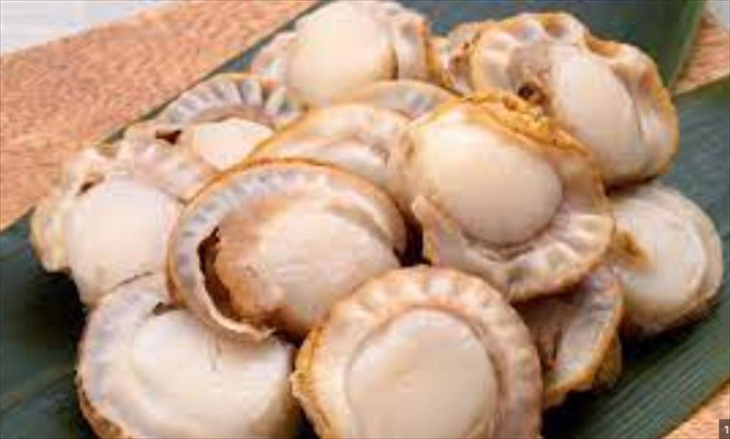 Nhật Bản Sò điệp Hokkaido vào chính vụ giá giảm 50