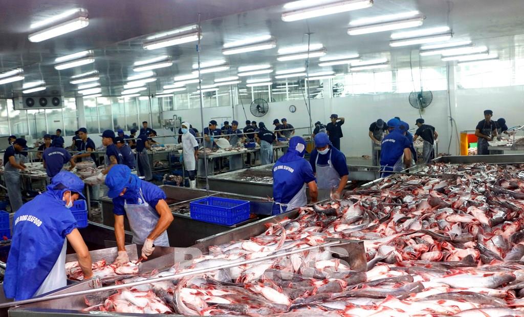 Việt Nam là nguồn cung cá thịt trắng số 1 của Thái Lan