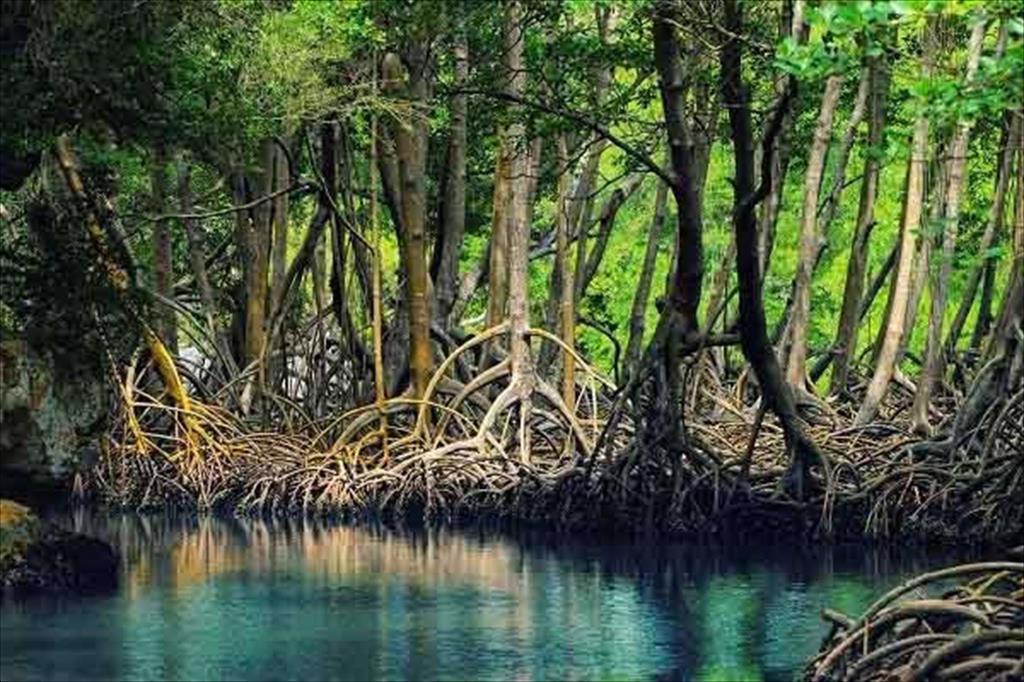 Tại sao ngành tôm Ấn Độ không phải chịu trách nhiệm cho tình trạng mất rừng ngập mặn