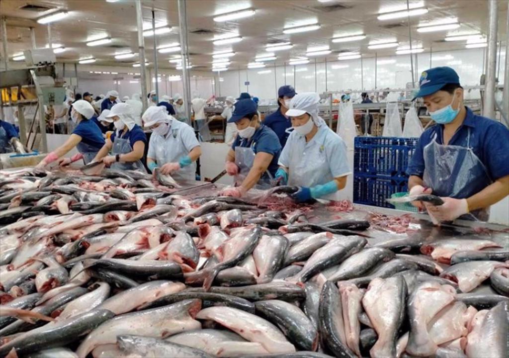 USDA sẵn sàng mua thêm 15 triệu pao cá da trơn